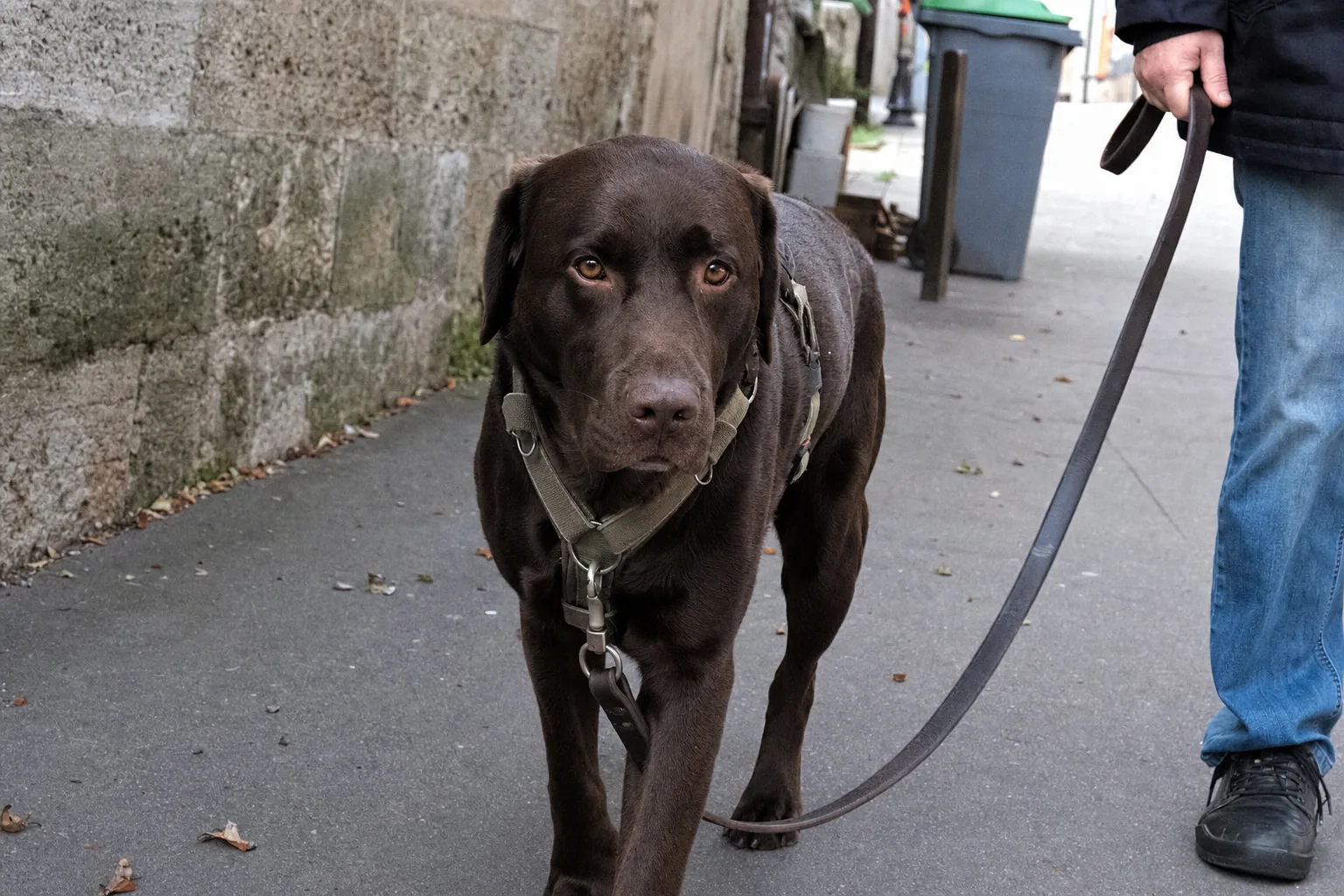 Labrador chocolat en harnais à attache frontale sur un trottoir, laisse détendue accrochée au poitrail