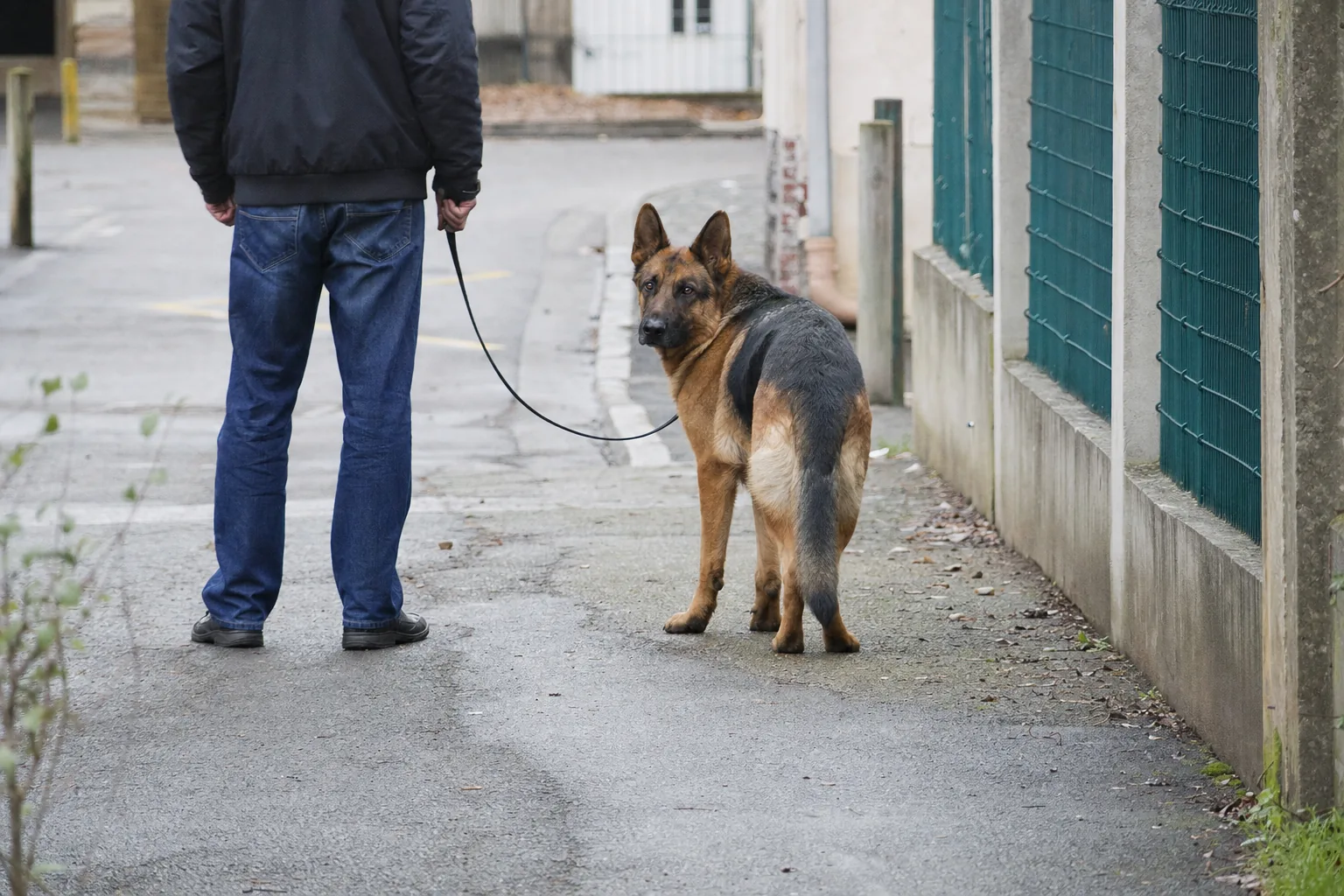 Berger allemand arrêté à côté de son maître immobile sur le trottoir, laisse lâche
