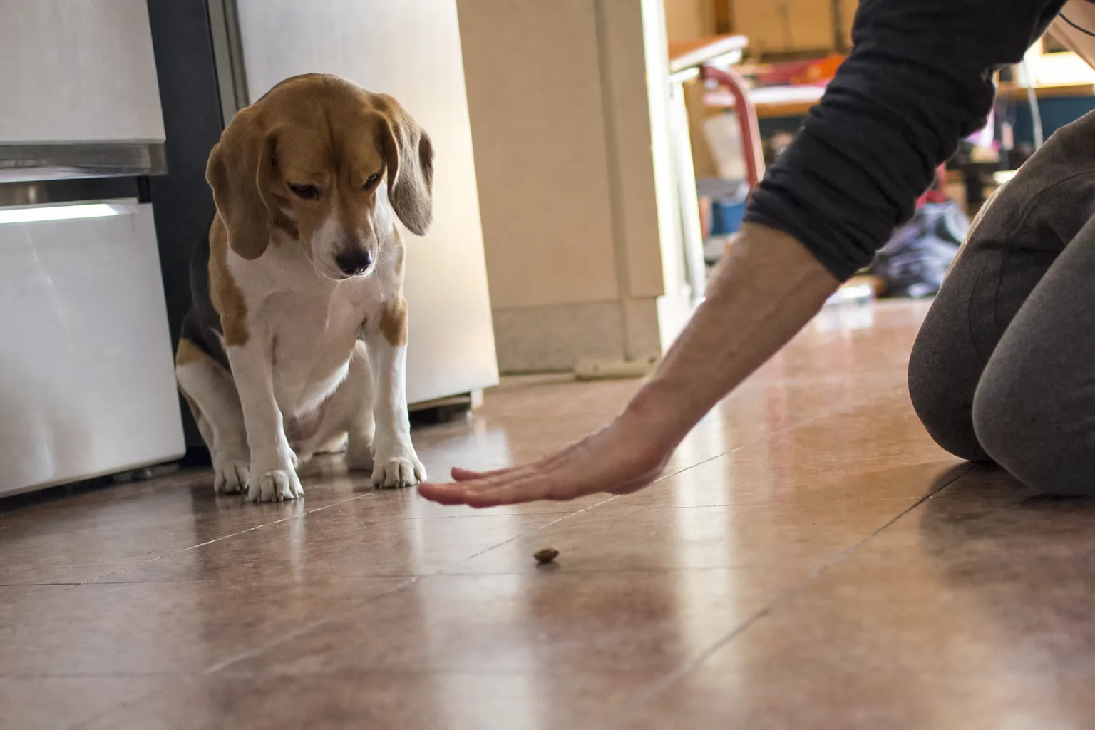 Beagle assis devant une friandise posée sur le carrelage, une main prête à la couvrir