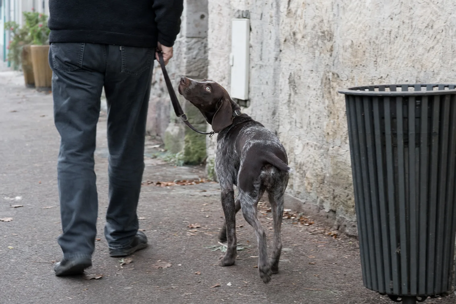 Braque allemand en laisse qui passe près d’une corbeille de rue en regardant son maître vu de dos