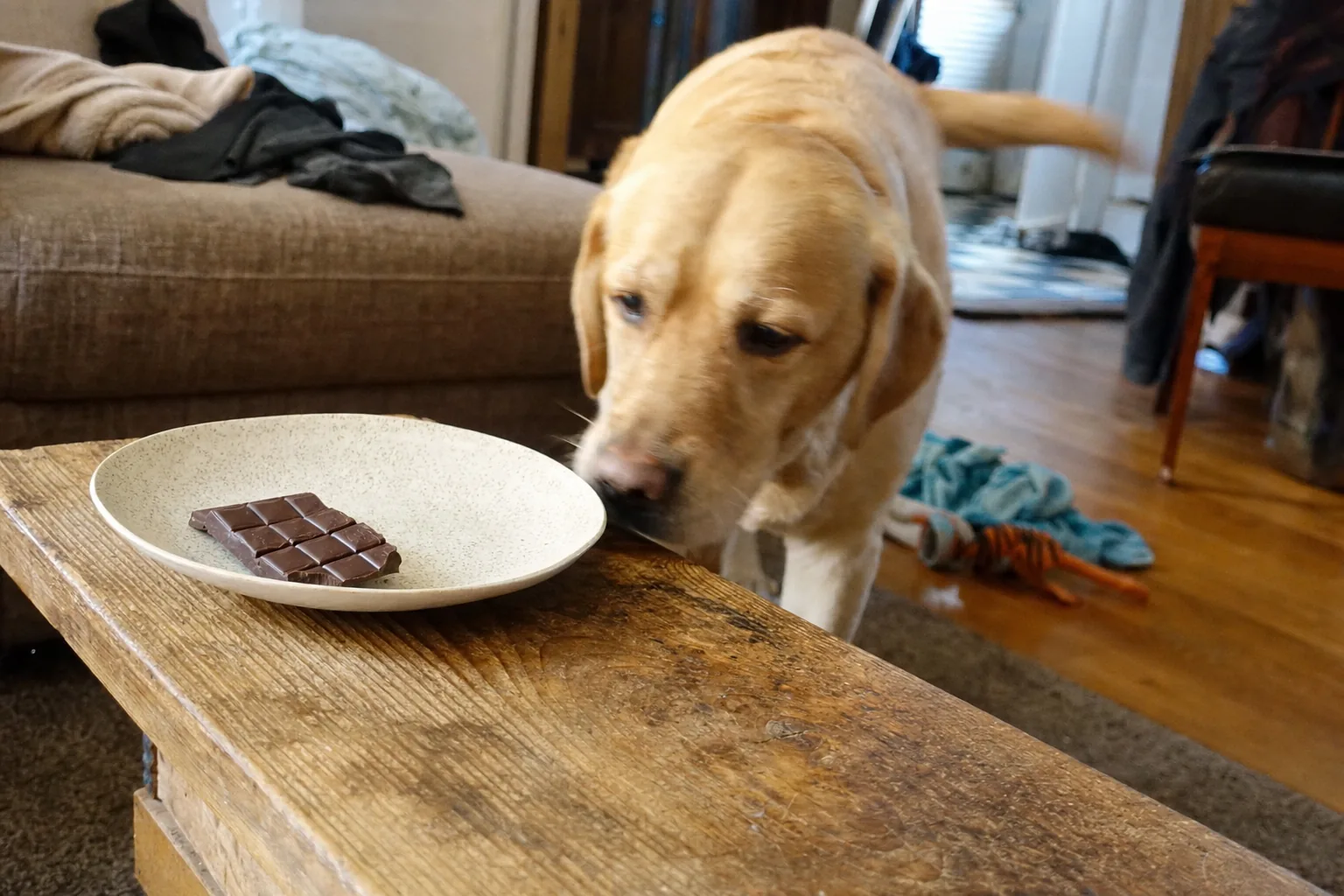 Labrador sable qui renifle une tablette de chocolat noir entamée posée sur une table basse