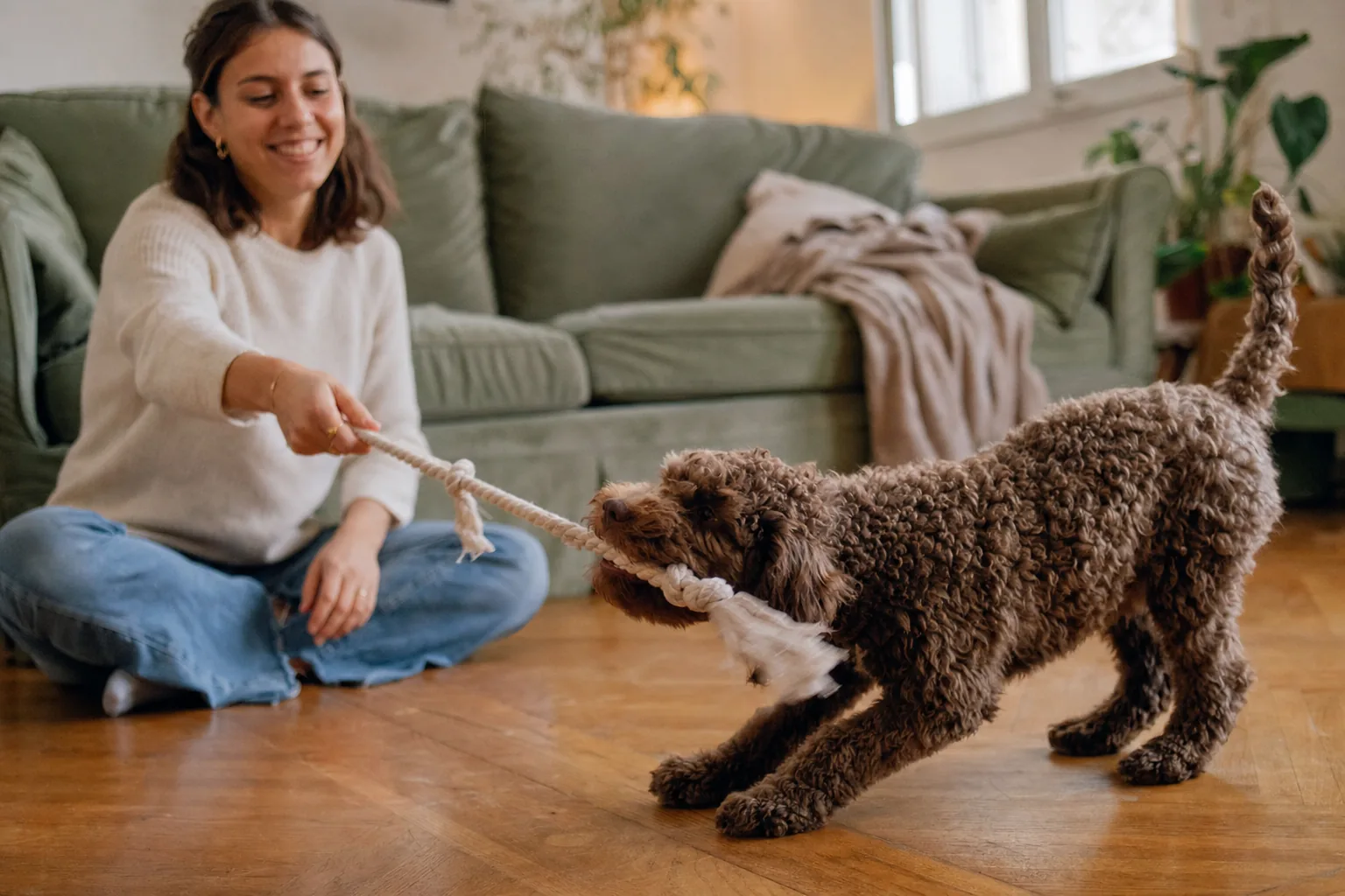 Dans le salon d’un appartement, une jeune femme en pull écru assise en tailleur sur le parquet rit en tenant une corde de jeu en coton, que tire un jeune lagotto romagnolo brun au poil bouclé, arc-bouté, la queue dressée, devant un canapé vert sauge.