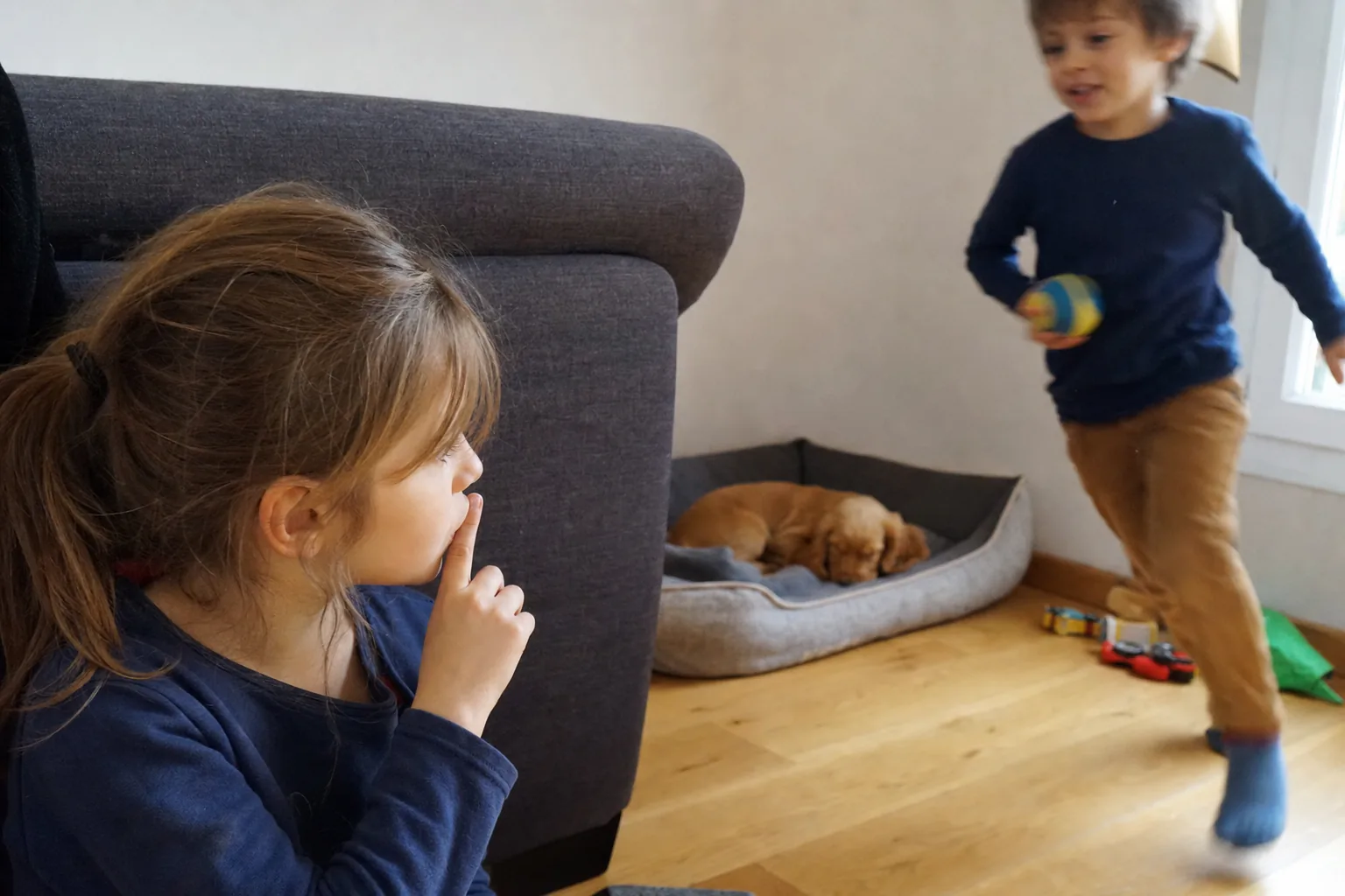 Dans le séjour d’une maison, une fillette assise contre le canapé pose un doigt sur ses lèvres pour faire taire son petit frère qui arrive en courant, une balle à la main, pendant qu’un chiot cocker anglais roux dort roulé en boule dans son panier gris.