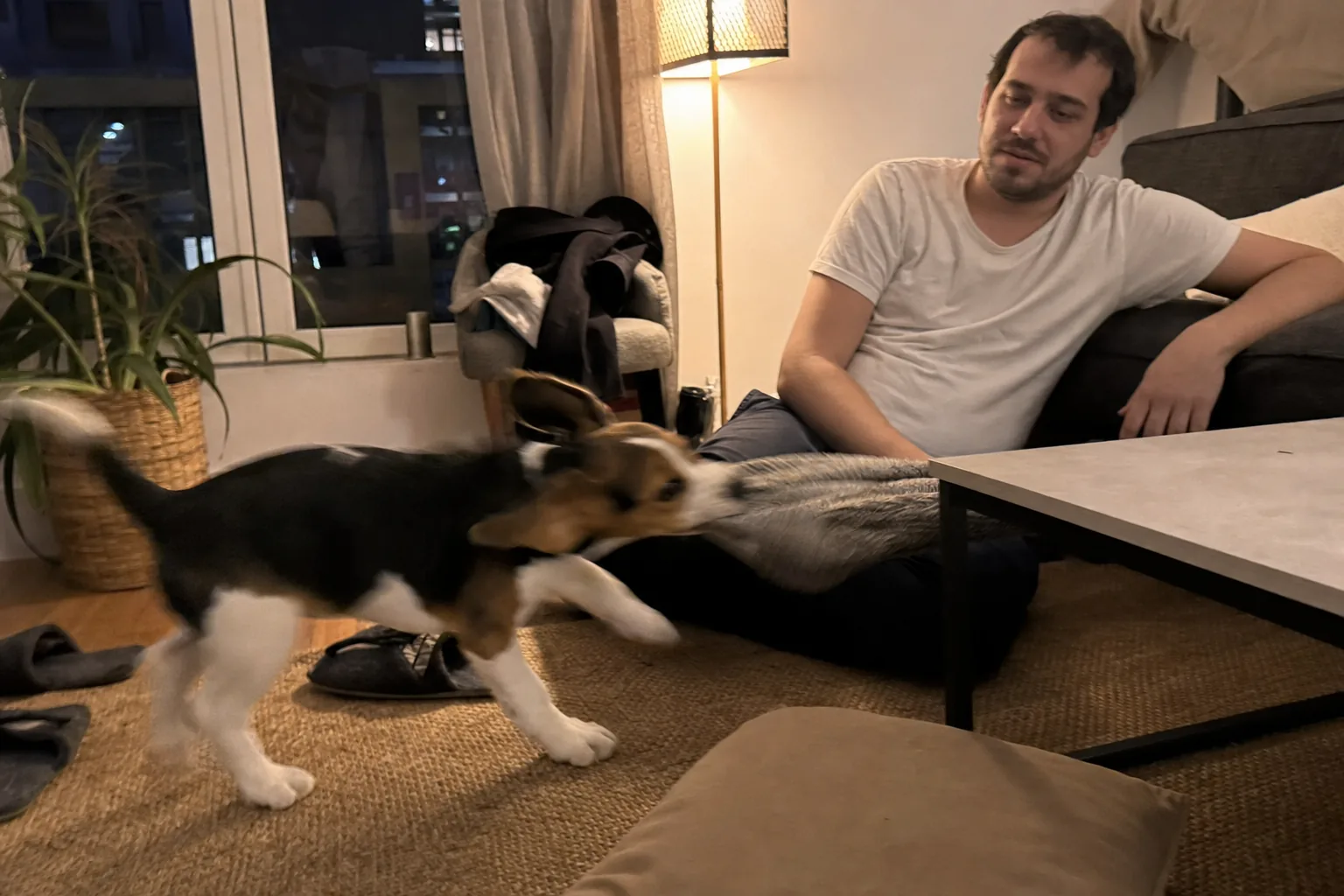 Le soir, dans le salon d’un appartement éclairé par une lampe à pied, un chiot beagle tricolore tire de toutes ses forces sur un plaid près de la table basse, sous le regard las d’un homme en t-shirt assis par terre contre le canapé.