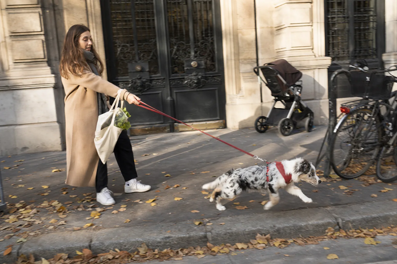 Chiot berger australien bleu merle en harnais rouge qui tire sa maîtresse sur un trottoir parisien couvert de feuilles mortes
