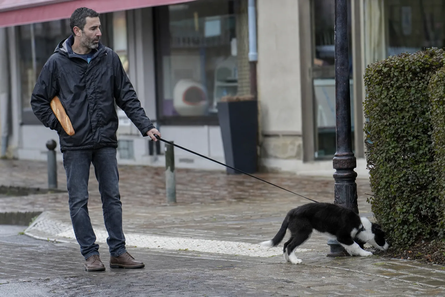 Chiot border collie qui tire vers une haie, le nez au sol, pendant que son maître, une baguette sous le bras, s’est arrêté
