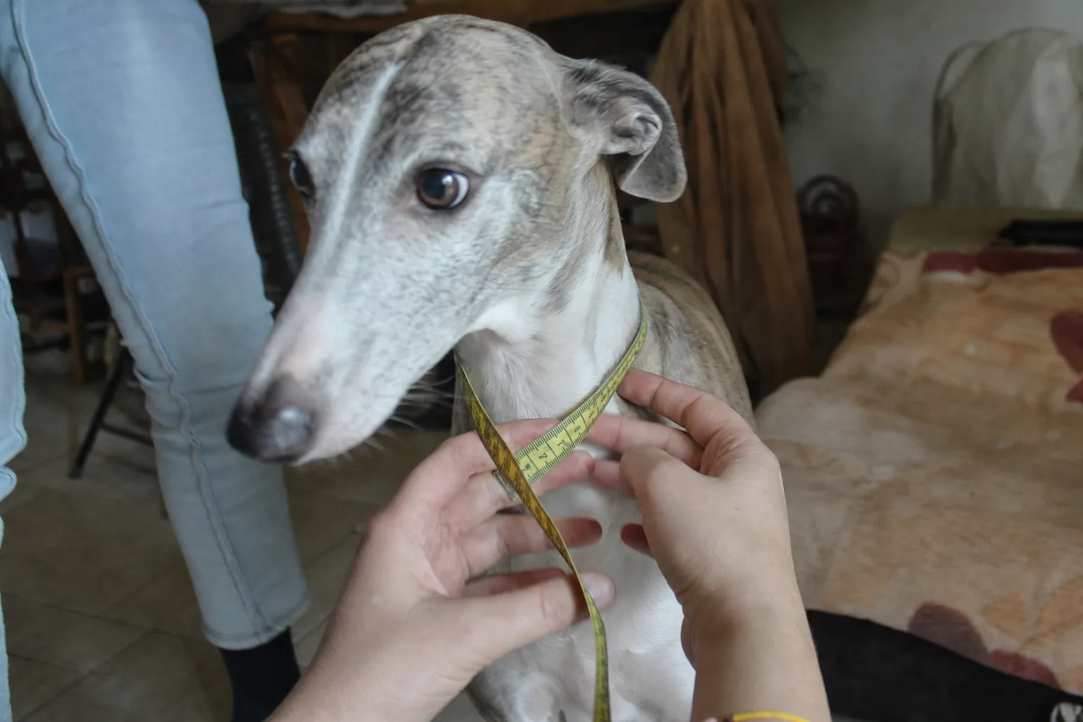 Mains qui mesurent le cou d’un whippet avec un mètre ruban