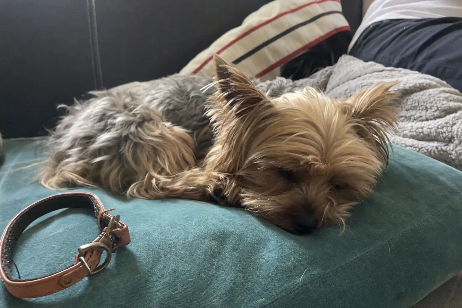 Yorkshire terrier endormi sans collier sur un coussin, collier posé à côté
