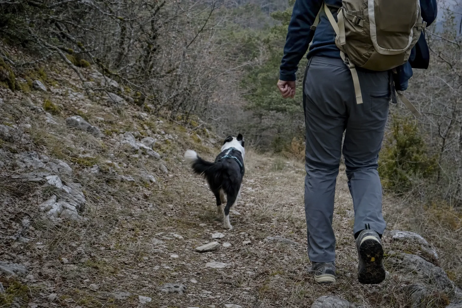 Border collie en harnais en Y qui trotte sur un sentier de montagne devant son maître vu de dos