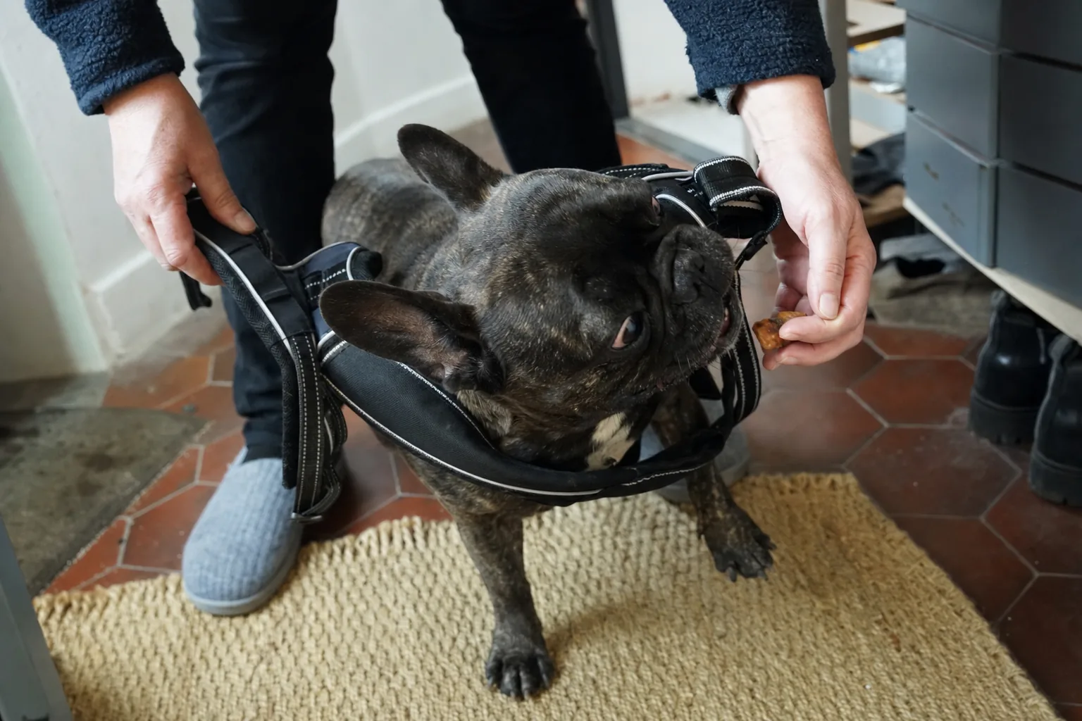 Bouledogue français bringé qui passe la tête dans un harnais tenu ouvert, attiré par une friandise