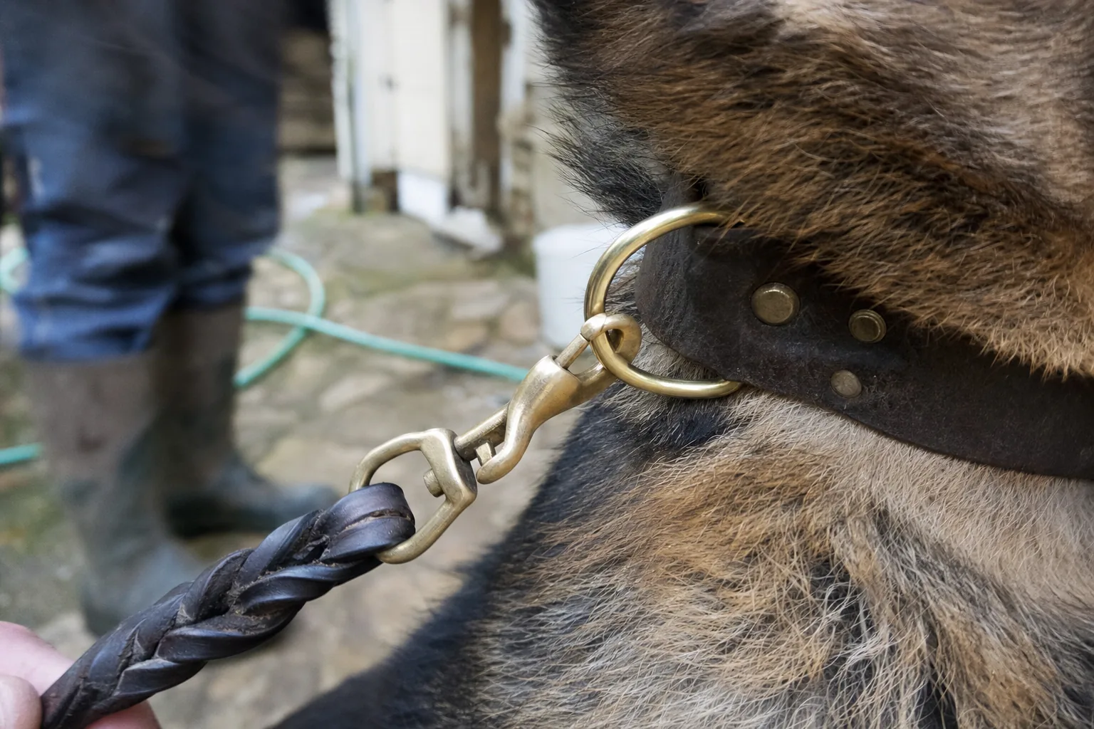Mousqueton en laiton accroché au collier en cuir d’un berger allemand, en gros plan