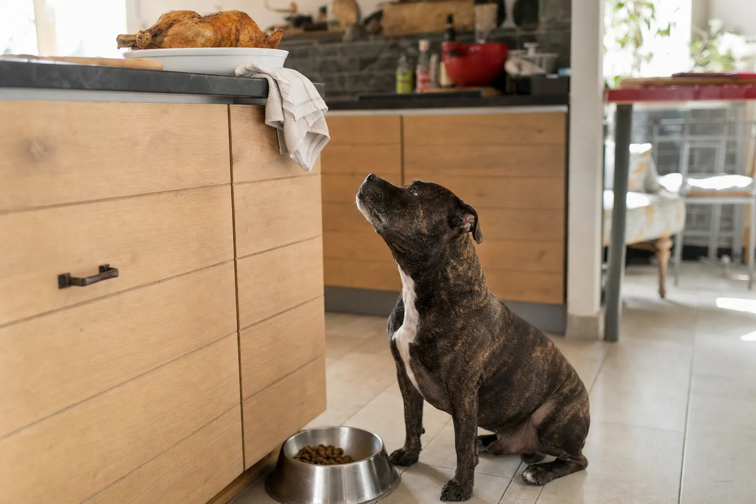 Staffordshire bull terrier bringé assis à côté de sa gamelle de croquettes, la tête levée vers un poulet rôti posé sur le plan de travail