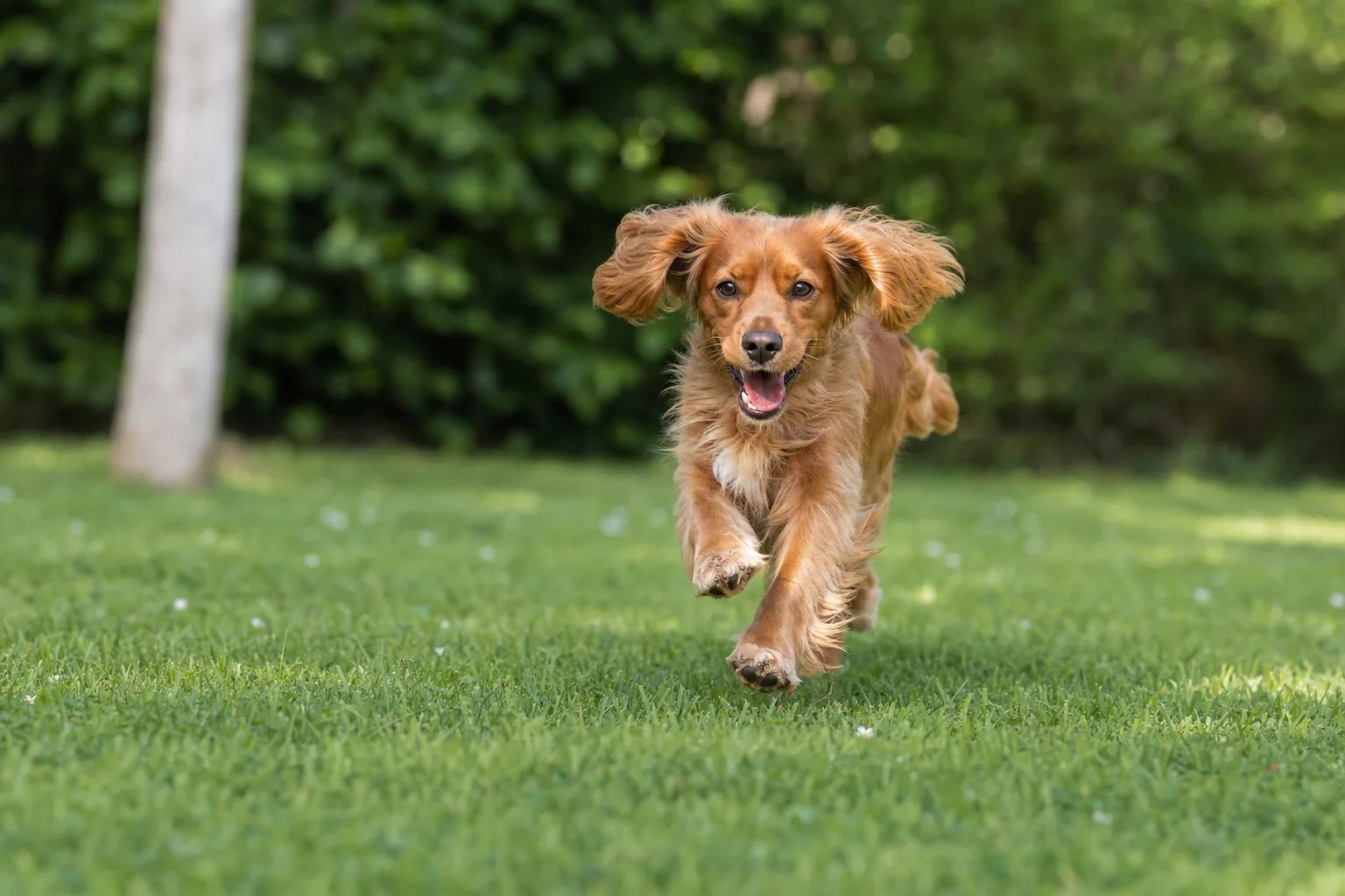 Chien actif courant dans un grand jardin