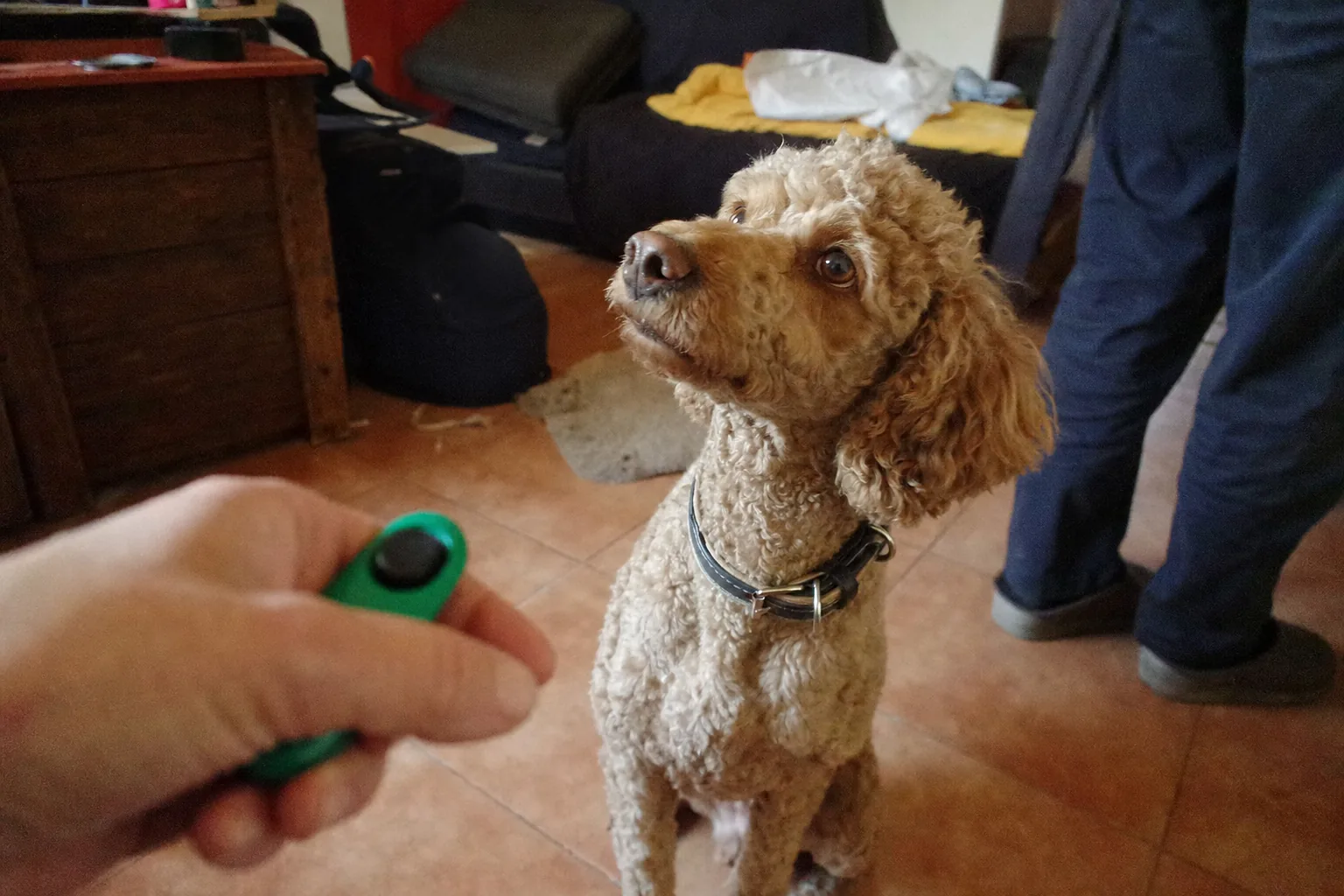 Caniche attentif qui lève les yeux, une main tient un clicker au premier plan