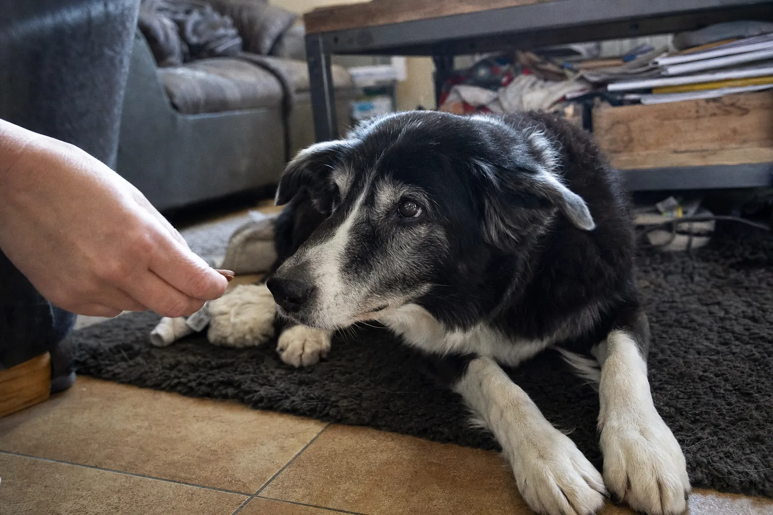 Vieux border collie au museau grisonnant couché sur un tapis, une main lui tend une friandise