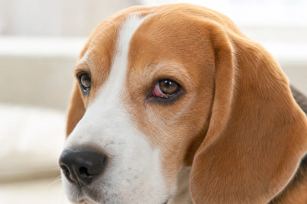 Gros plan sur la tête d'un beagle calme dont un œil est légèrement rouge et larmoyant