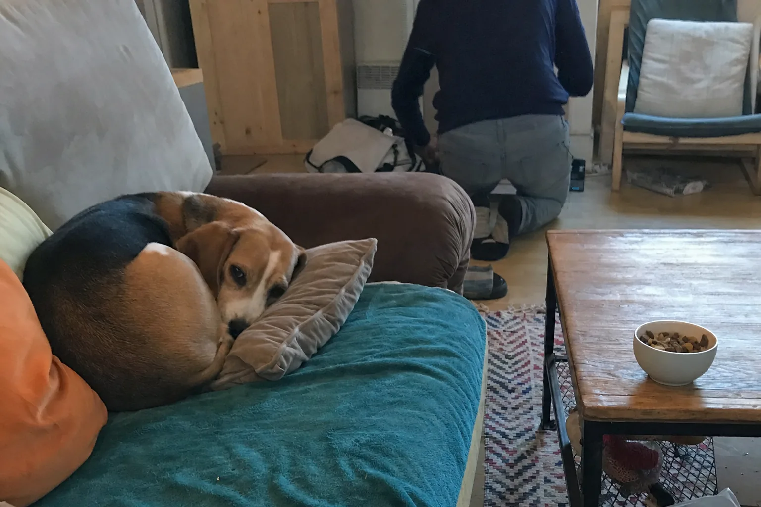 Beagle qui se repose sur un coussin, coupelle de friandises sur la table basse