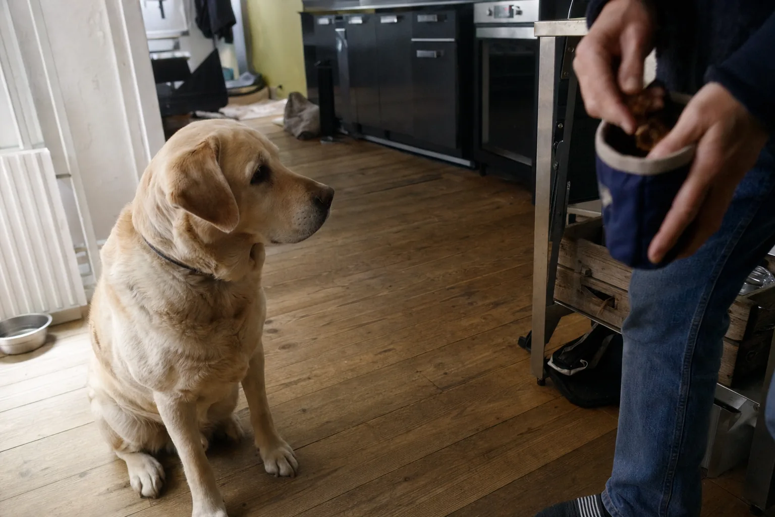 Labrador assis qui attend pendant que des mains remplissent une pochette à friandises