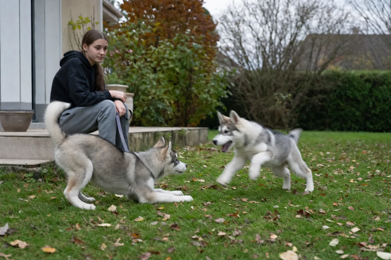 Deux chiots huskies qui jouent sur une pelouse d’automne, l’un en révérence de jeu, sous le regard d’une adolescente