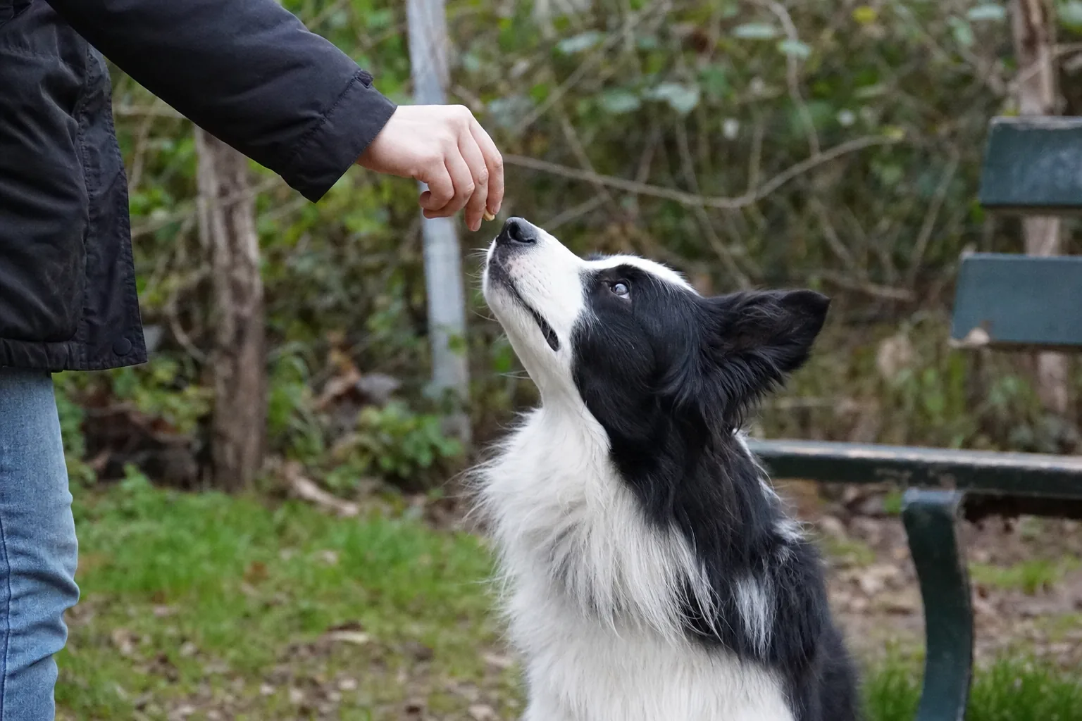 Border collie qui suit du nez une friandise tenue au bout des doigts