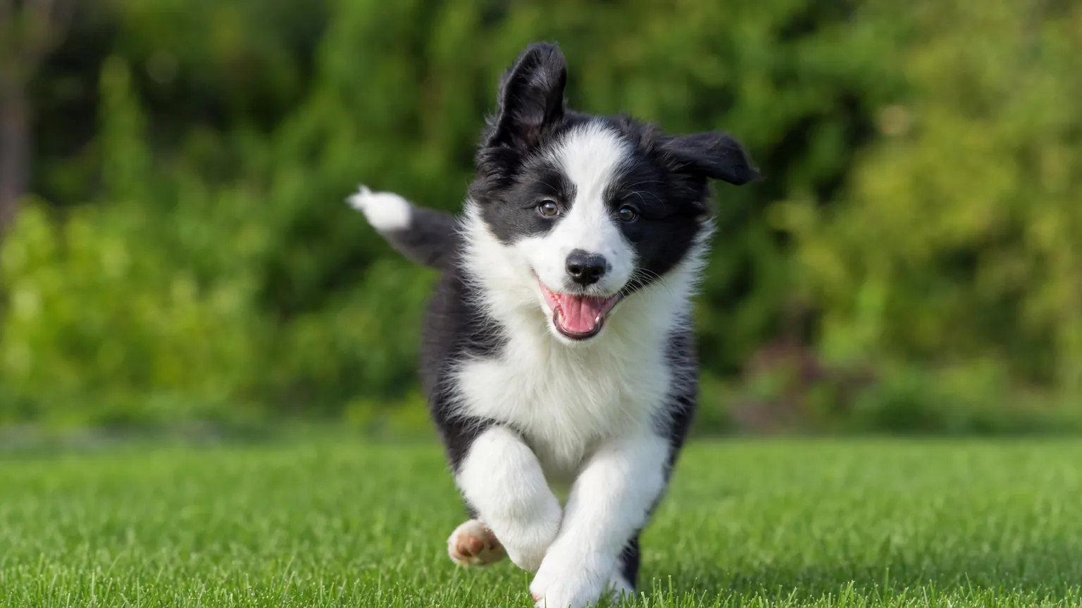 Chiot border collie courant joyeusement sur une pelouse