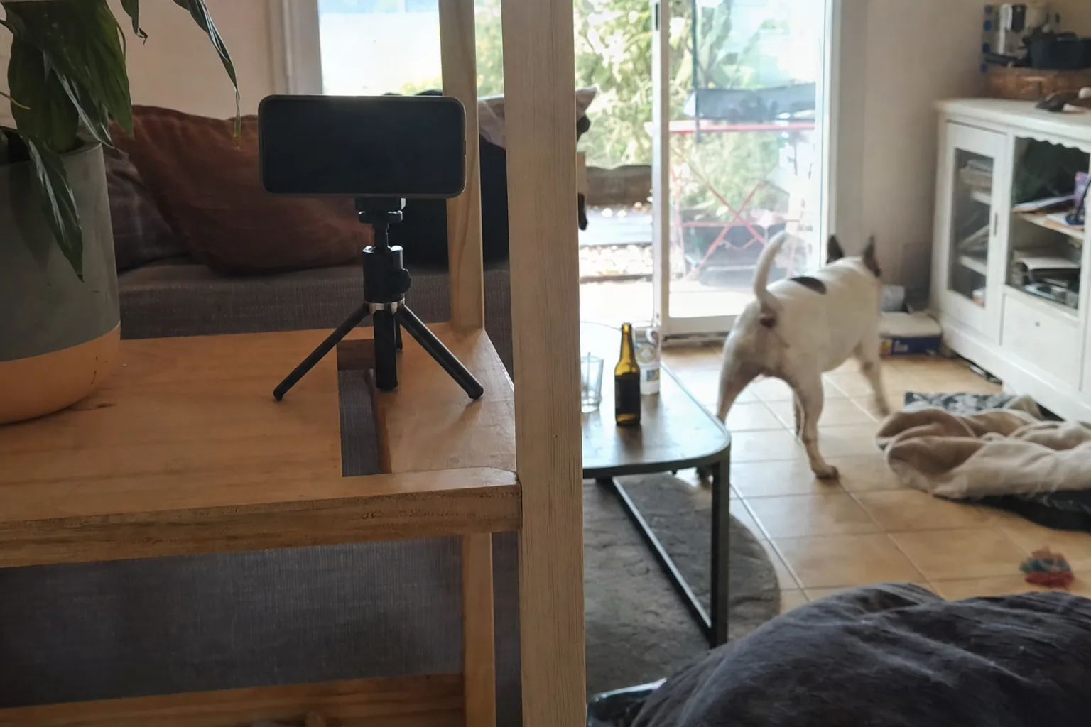 Téléphone sur un petit trépied au premier plan, chien blanc qui tourne au fond d’un salon