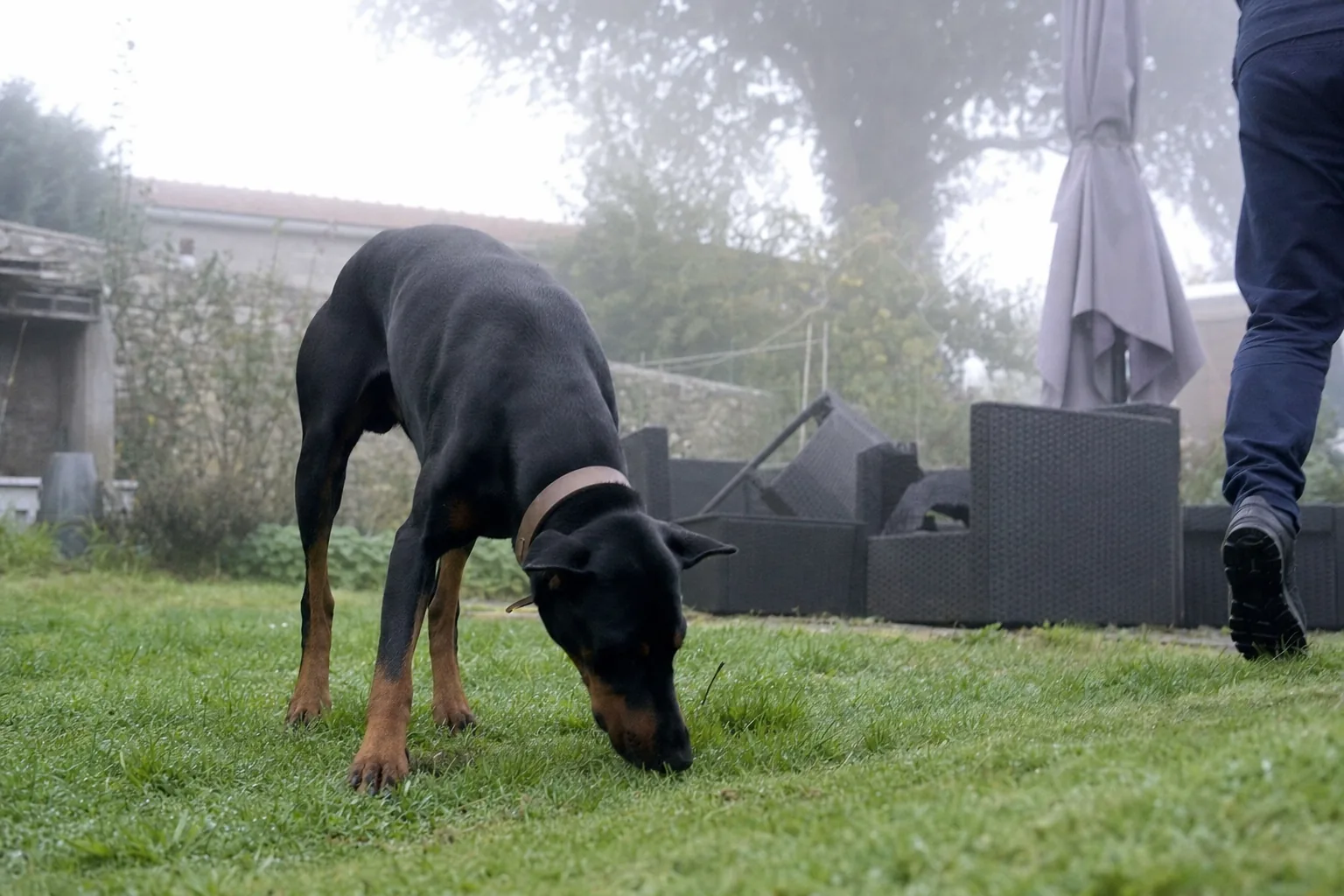 Dobermann au collier de cuir plat qui cherche du nez dans l’herbe d’un jardin brumeux