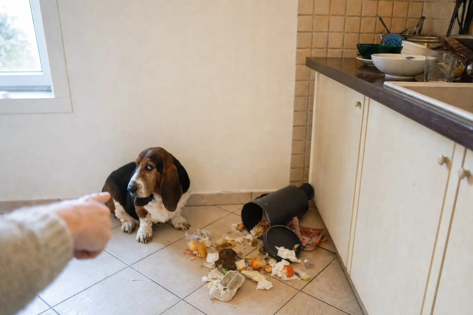 Basset hound assis contre le mur d’une cuisine, l’air penaud, devant une poubelle renversée et un doigt pointé vers lui