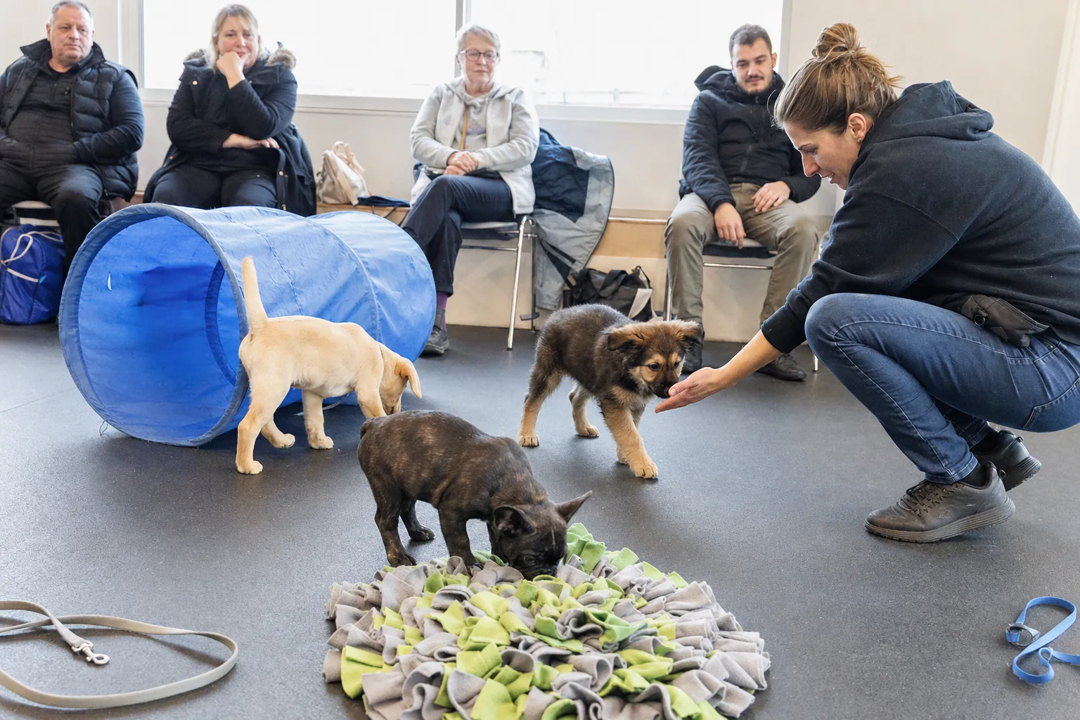 Cours pour chiots en salle : un bouledogue français flaire un tapis de fouille, une éducatrice tend la main à un chiot croisé