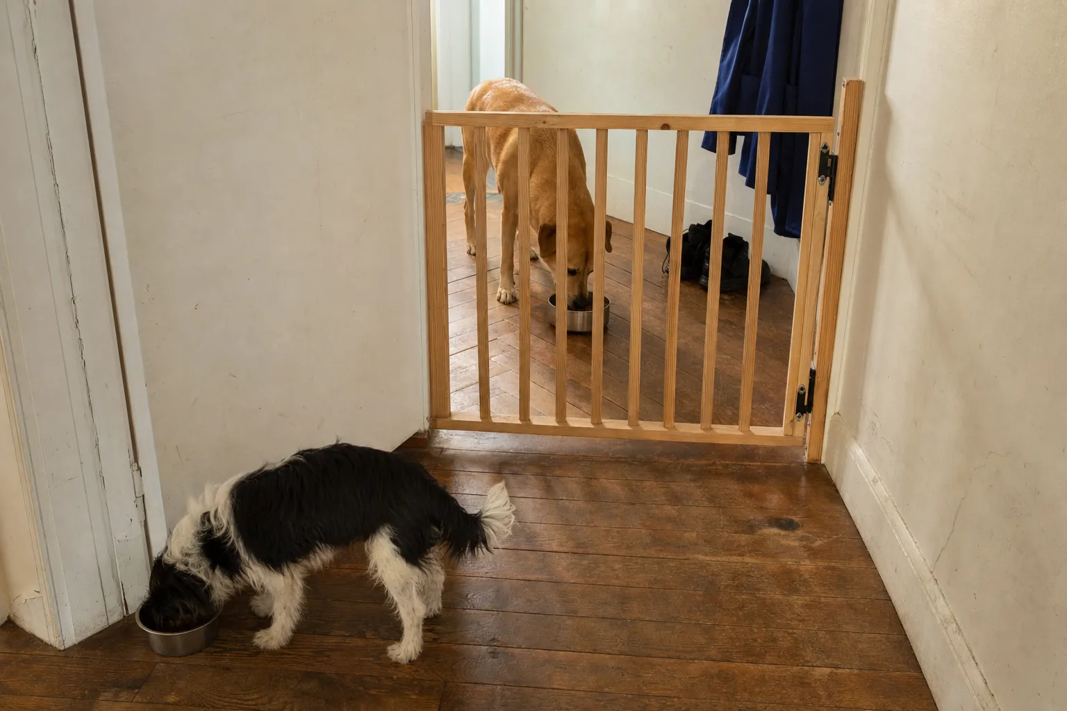 Deux chiens mangent chacun dans sa gamelle, séparés par une barrière dans une entrée