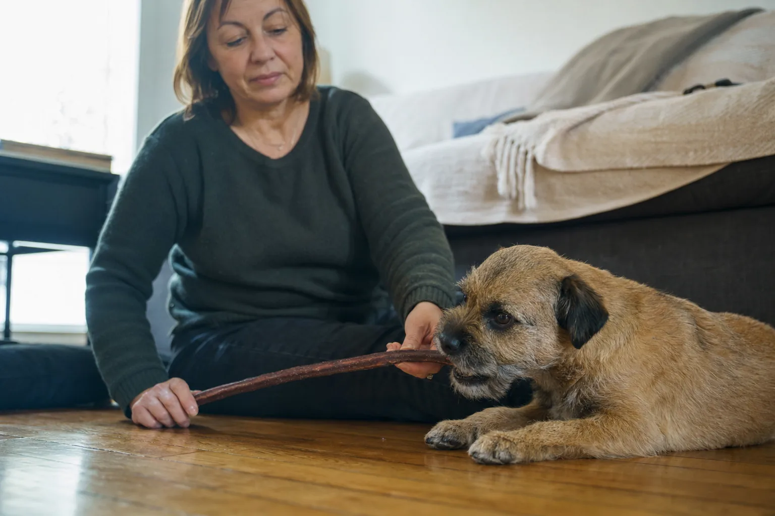 Femme assise sur le parquet de son salon qui tient l’extrémité d’un long bâton à mâcher pendant que son border terrier, allongé, le mâche