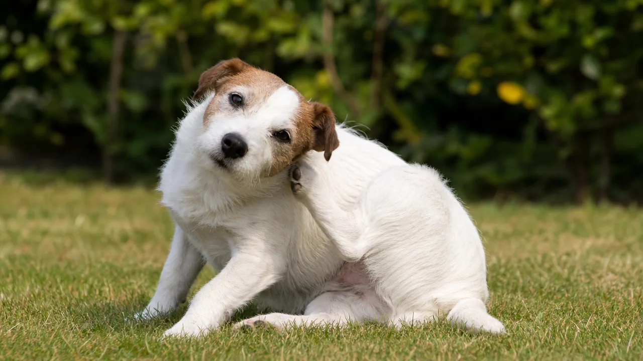 Jack russell terrier se grattant l'oreille avec la patte arrière dans un jardin