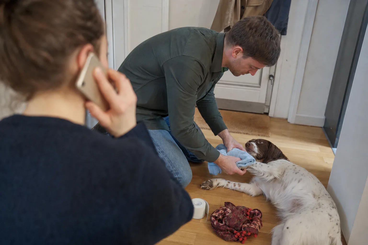 Dans l’entrée d’un appartement, un homme appuie une serviette pliée sur la patte avant d’un épagneul allongé pendant qu’une femme téléphone à la clinique