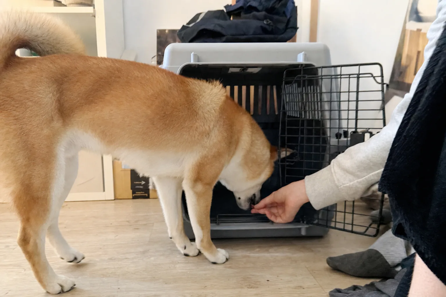 Shiba inu qui passe la tête dans une caisse de transport ouverte pour attraper une friandise
