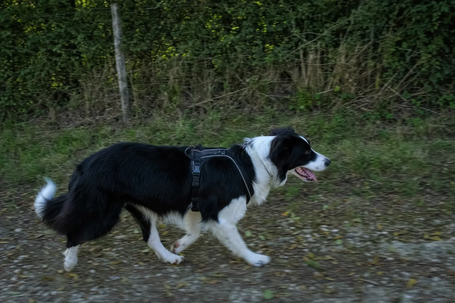 Border collie en harnais qui trotte de profil sur un chemin de campagne