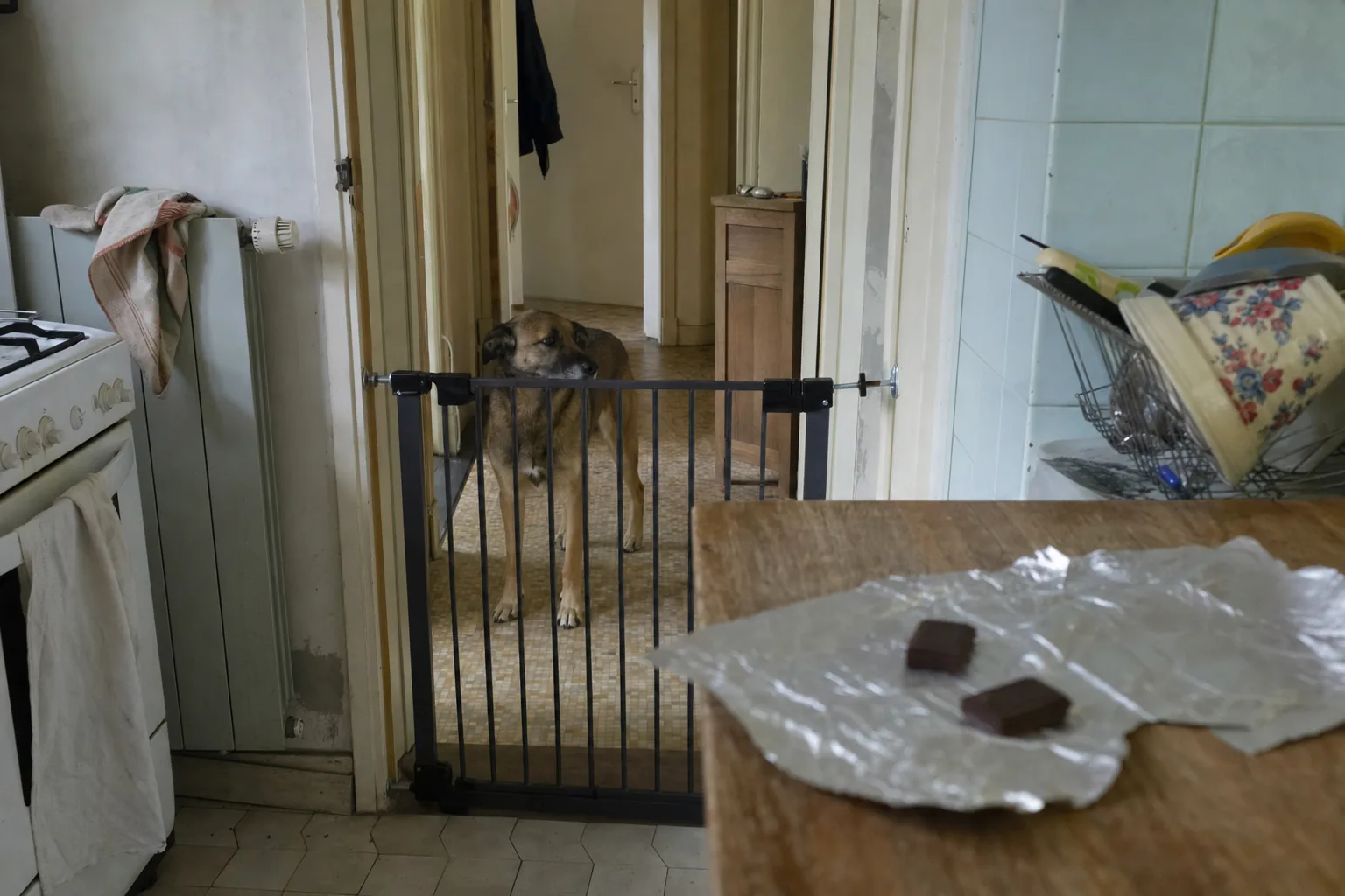Un chien croisé attend dans le couloir derrière une barrière fermée, loin du chocolat posé dans la cuisine