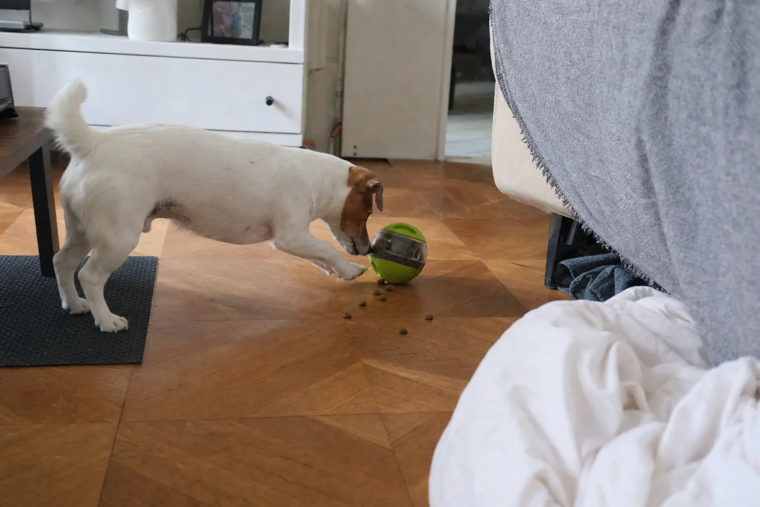 Jack russell qui pousse du nez une balle distributrice d’où tombent des croquettes