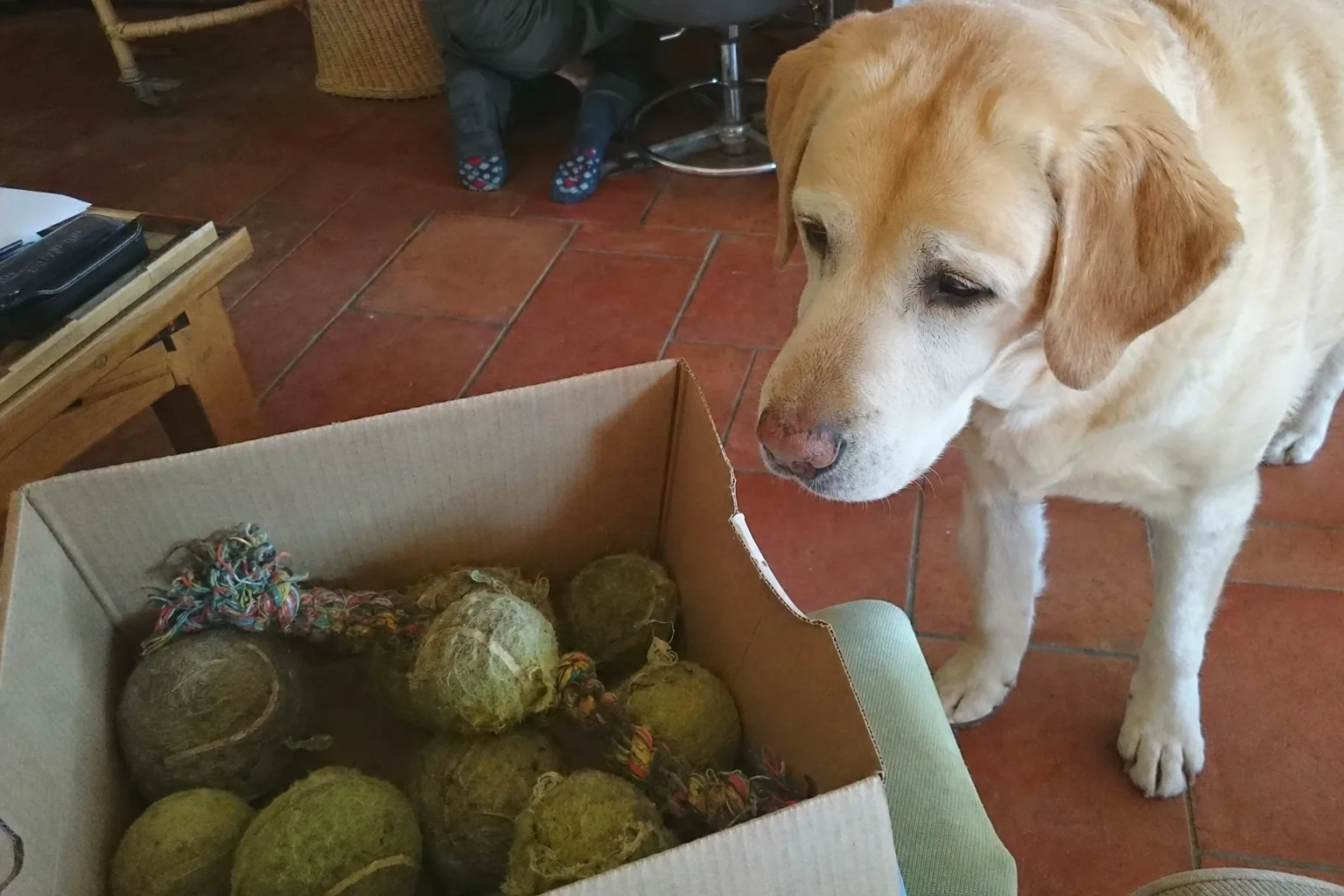 Boîte en carton remplie de balles de tennis rongées et d’une corde effilochée, labrador qui regarde