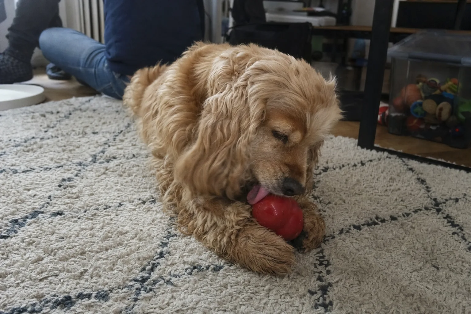 Cocker anglais couché qui lèche un jouet en caoutchouc garni tenu entre ses pattes