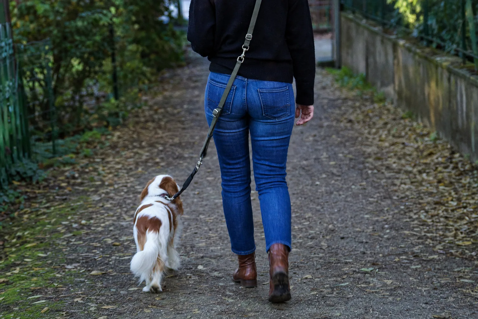 Personne vue de dos avec une laisse réglable portée en bandoulière, cavalier king charles qui marche à côté
