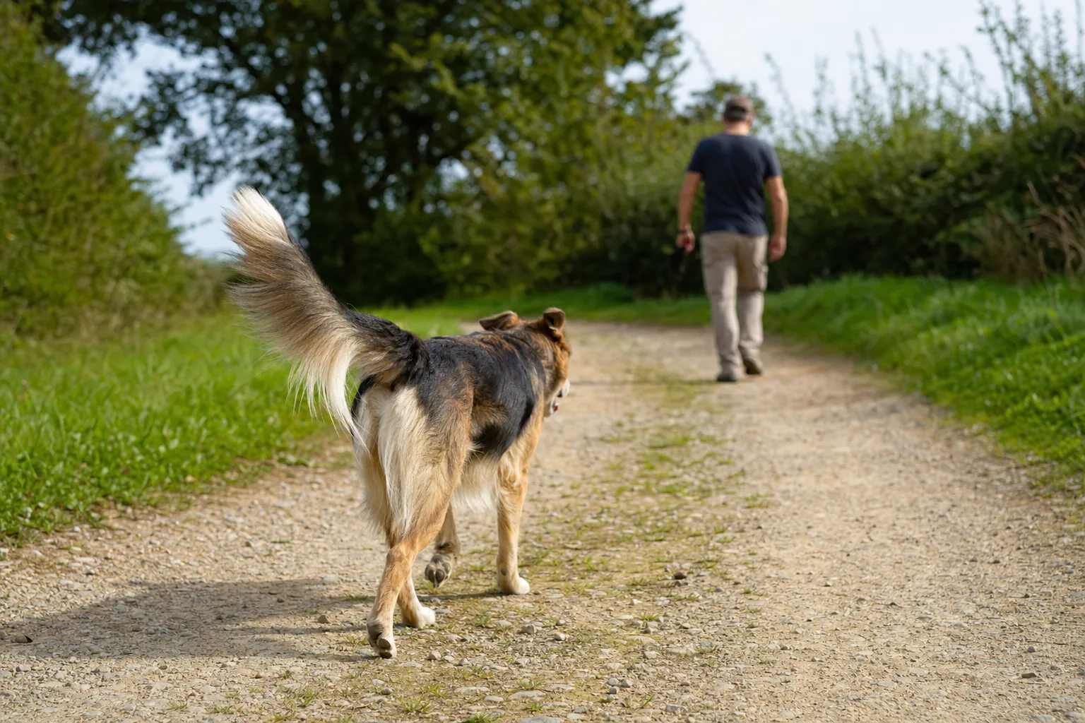 Chien de berger croisé vu de dos sur un chemin de campagne, queue haute et souple, son maître quelques mètres devant