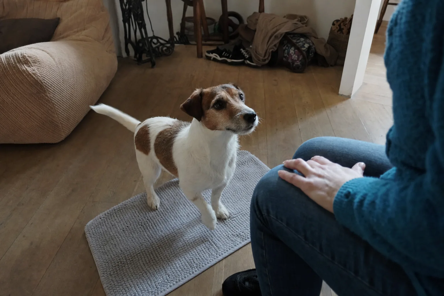 Jack russell qui a posé les pattes avant sur un petit tapis, devant une personne assise