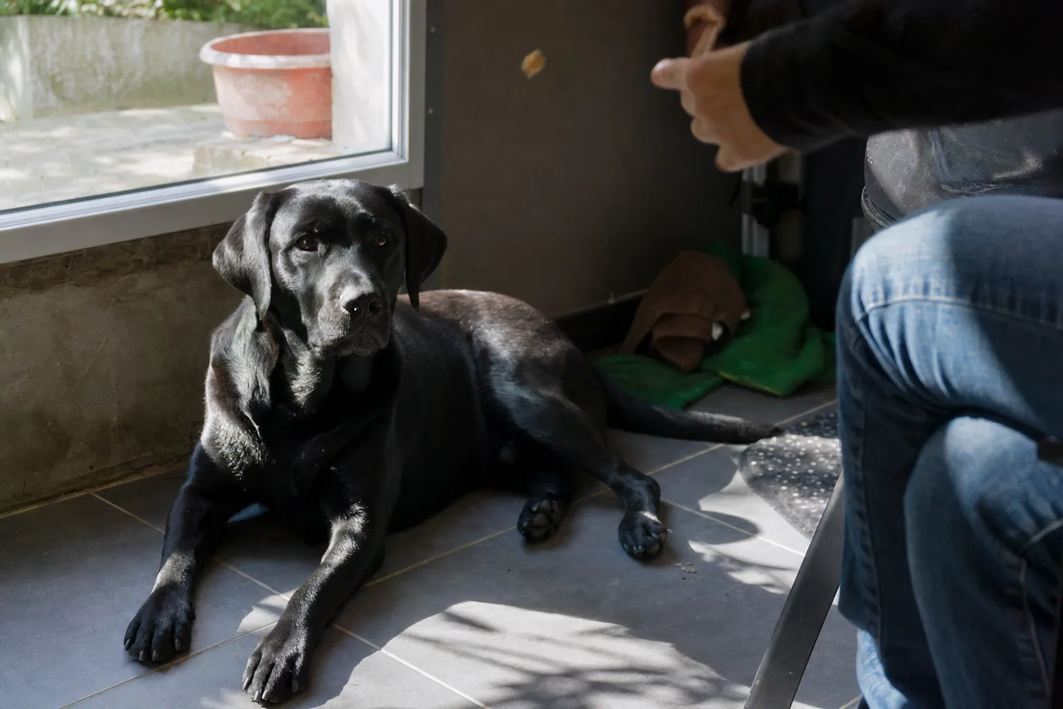 Labrador noir couché au soleil près d’une baie vitrée, une main lui lance une friandise