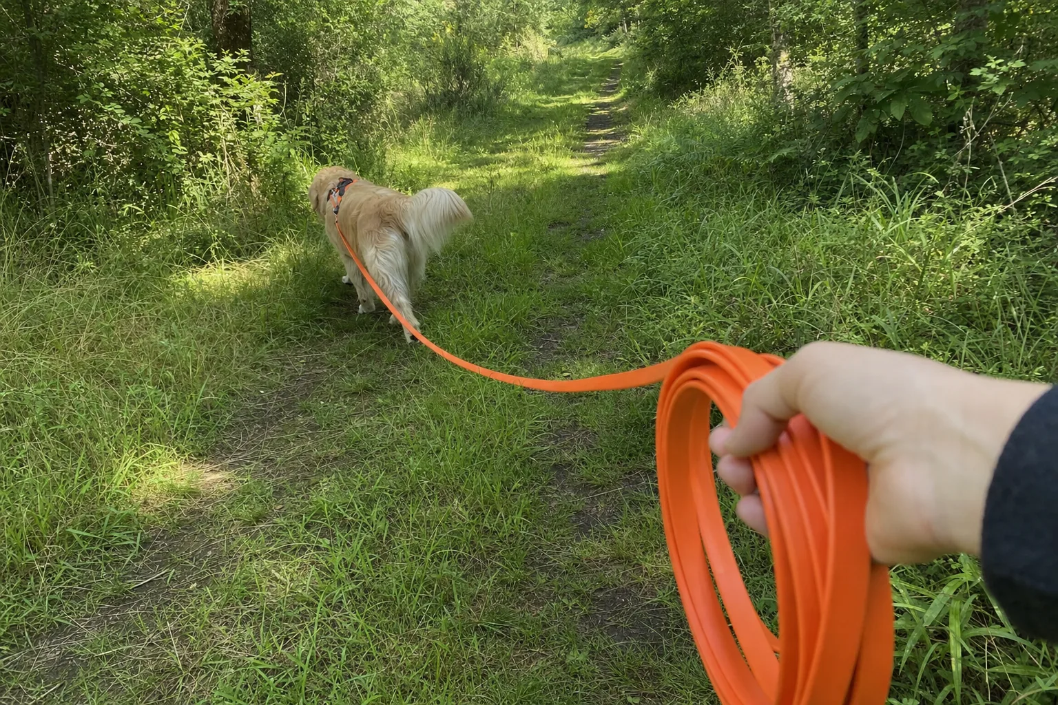 Longe orange en biothane tenue enroulée dans une main, reliée au harnais d’un golden retriever qui explore un sentier forestier