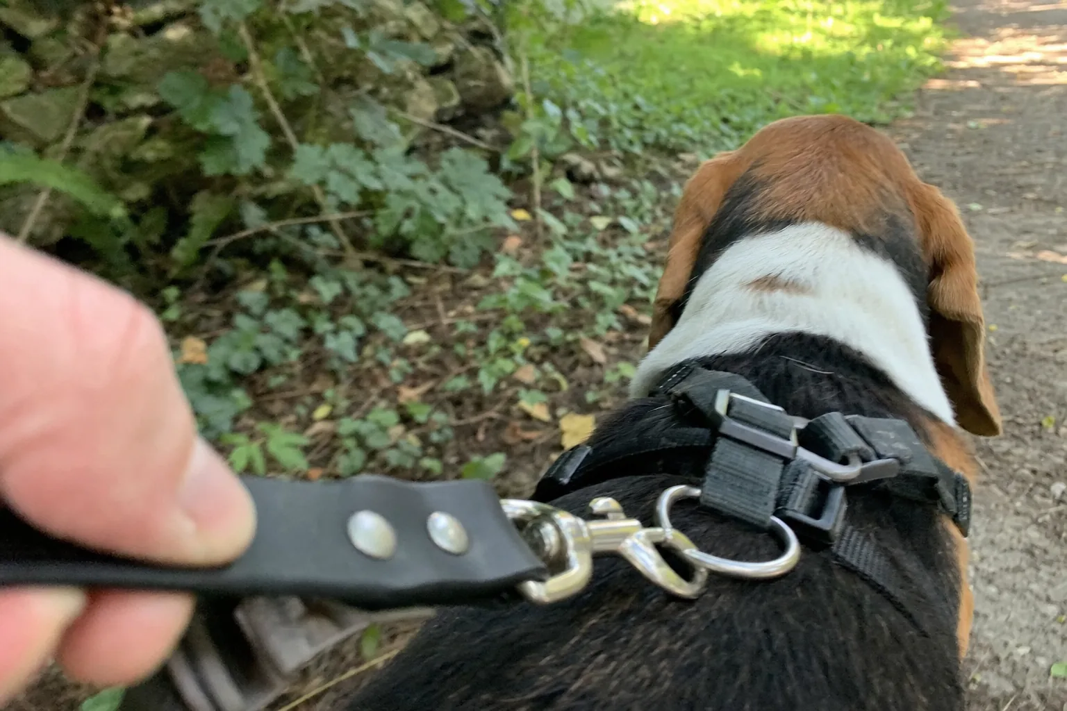 Mousqueton d’une longe accroché à l’anneau dorsal du harnais d’un beagle, sur un sentier