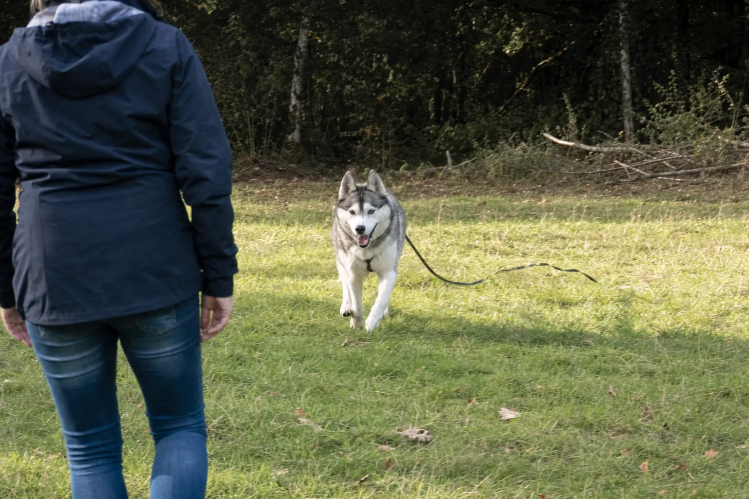Husky sibérien qui revient au trot vers sa maîtresse vue de dos, longe traînant dans l’herbe