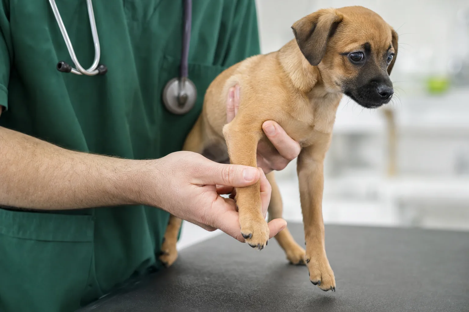 Vétérinaire palpant le genou d'un petit chien