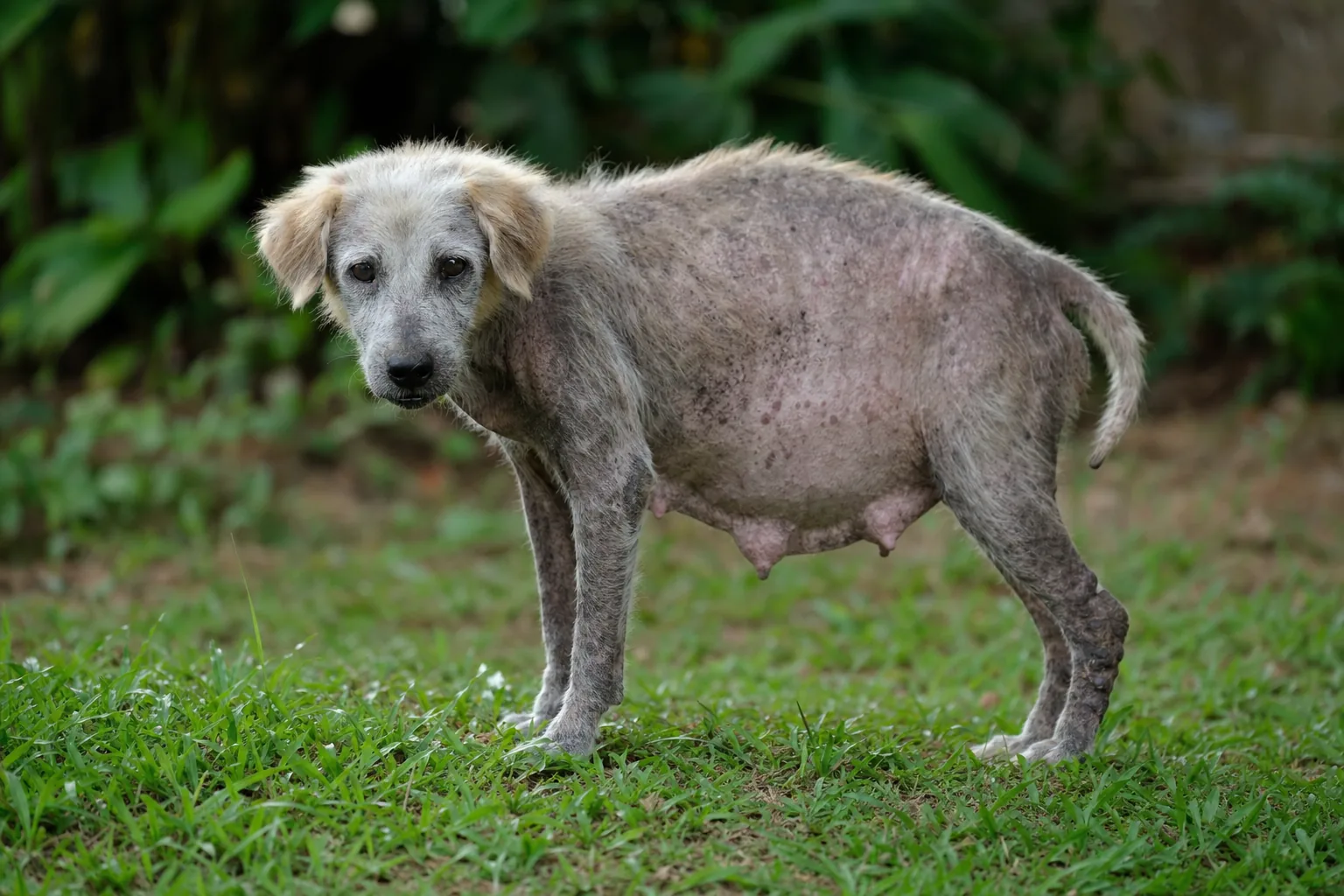Chien âgé au ventre distendu et au poil clairsemé