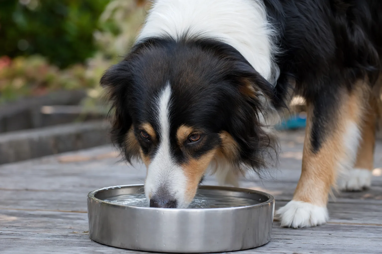Chien buvant abondamment, signe de soif excessive