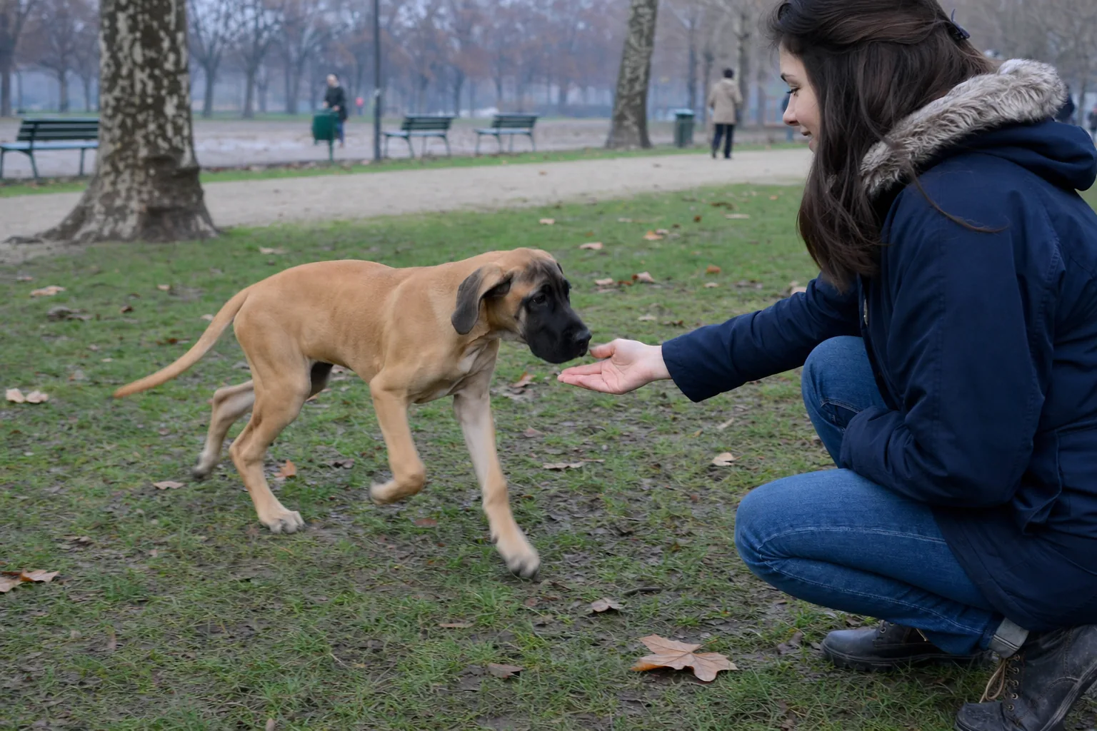 Dans un parc un matin gris, un chiot dogue allemand fauve au masque noir, tout en pattes, s’approche d’une jeune femme en parka bleu marine accroupie qui lui tend la main